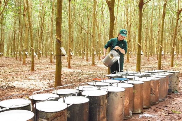 Production activity recovered, rubber exports increased again